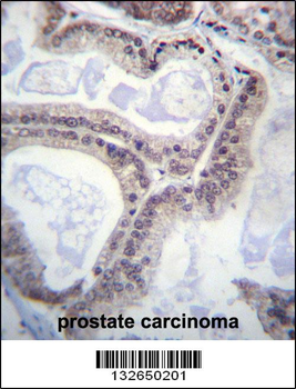 EIF1AY Antibody (N-term)