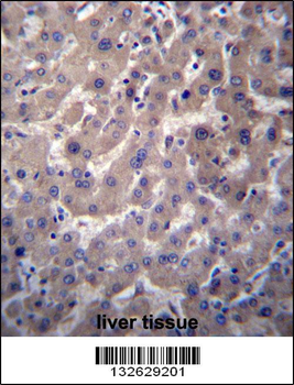 GGT7 Antibody (N-term)