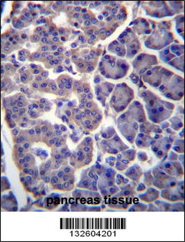 TM9SF2 Antibody (N-term)