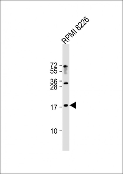 RPL27 Antibody (C-term)