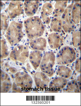 RPL27 Antibody (C-term)