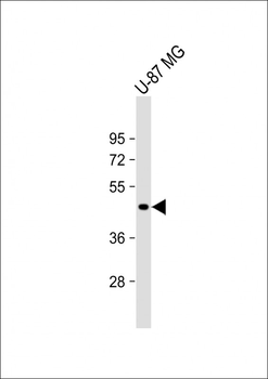 VAT1L Antibody (C-term)