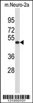VAT1L Antibody (C-term)