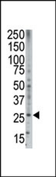 Bok BH3 Domain Antibody