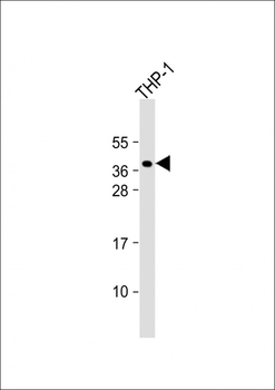 PQLC2 Antibody (C-term)