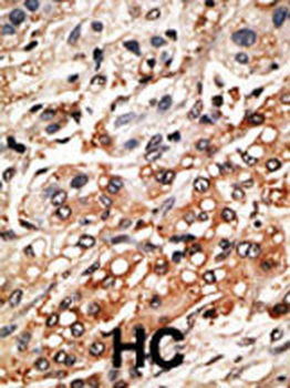 Bmf BH3 Domain Antibody