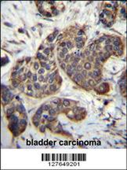 GOT1B Antibody (C-term)