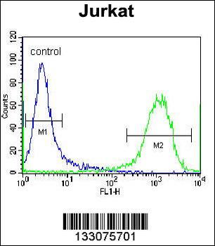 ZSCAN2 Antibody (N-term)