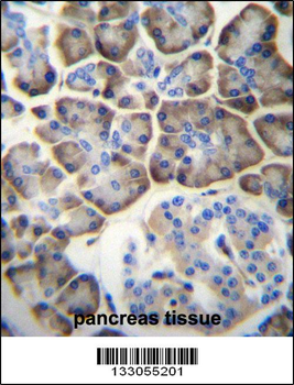 KCNV2 Antibody (C-term)