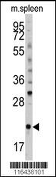 mouse BID Antibody (S61)