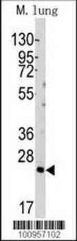 Bid Antibody (BH3 Domain Specific)