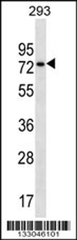 CCDC55 Antibody (N-term)