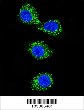 MPP3 Antibody (C-term)