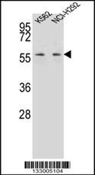 MPP3 Antibody (C-term)