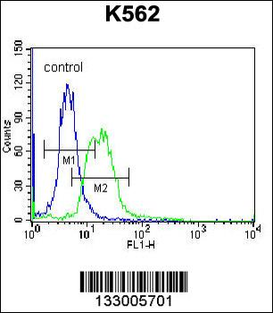 MPP3 Antibody (C-term)