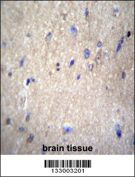 NAE1 Antibody (Center)