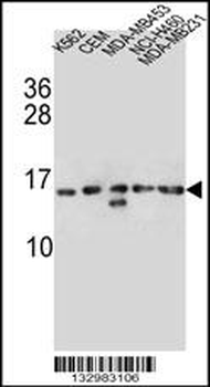 HIST1H2AB Antibody (N-term)
