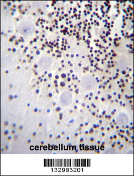 HIST1H2AB Antibody (N-term)