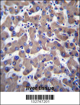 TMM70 Antibody (C-term)