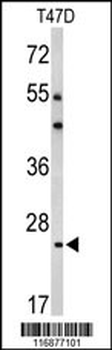 BCL2A1 Antibody (Center)