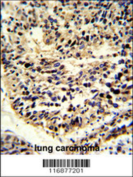 BCL2A1 Antibody (Center)