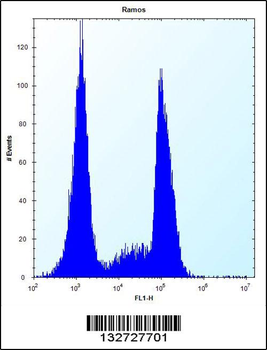 OR10G9 Antibody (C-term)