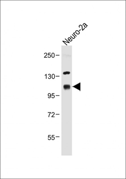 SEMA4C Antibody (C-term)