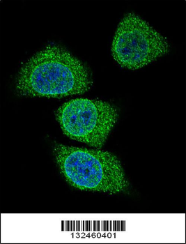 GIF Antibody (Center)