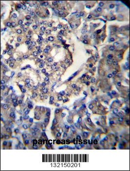 RPL35 Antibody (C-term)