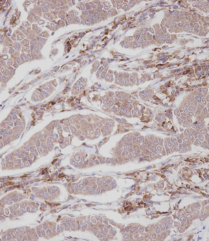 ENOX2 Antibody (N-term)