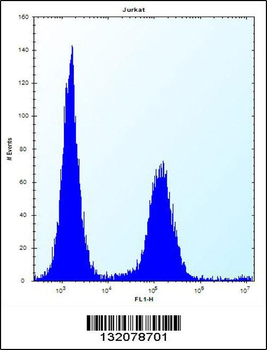 ENOX2 Antibody (N-term)