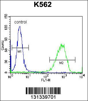 PAICS Antibody (N-term)