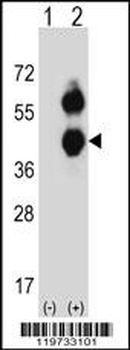 BCAT2 Antibody (C-term)