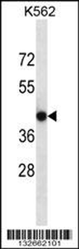 CACNG4 Antibody (Center)