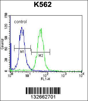 CACNG4 Antibody (Center)