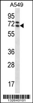PIK3AP1 Antibody (C-term)