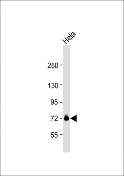 GUF1 Antibody (N-term)