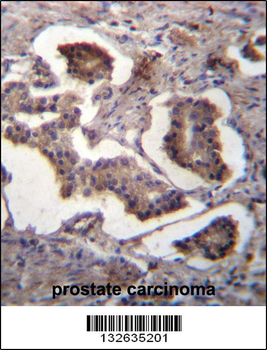 GUF1 Antibody (N-term)