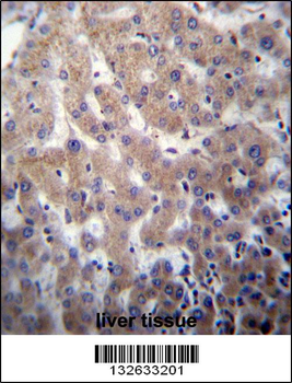 POFUT2 Antibody (Center)