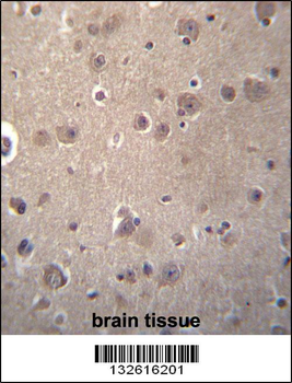 SNX4 Antibody (C-term)