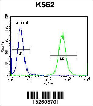 OXA1L Antibody (C-term)