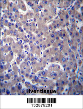 GPR34 Antibody (Center)