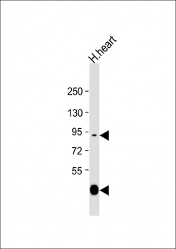 LOXL3 Antibody (C-term)