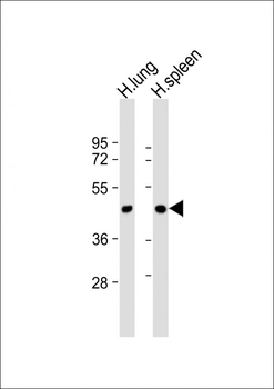 LOXL3 Antibody (C-term)