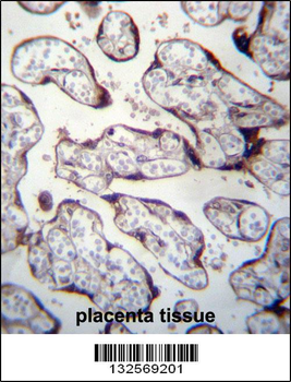 LOXL3 Antibody (C-term)
