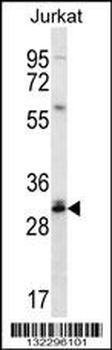 DULLARD Antibody (Center)
