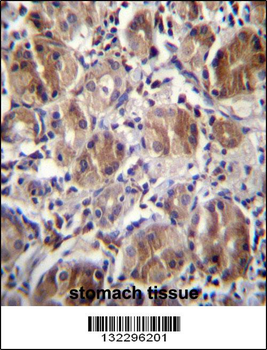 DULLARD Antibody (Center)