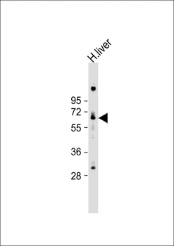 LINGO4 Antibody (C-term)