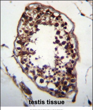 FAXC Antibody (C-term)