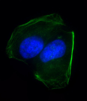 CD276 Antibody (C-term)